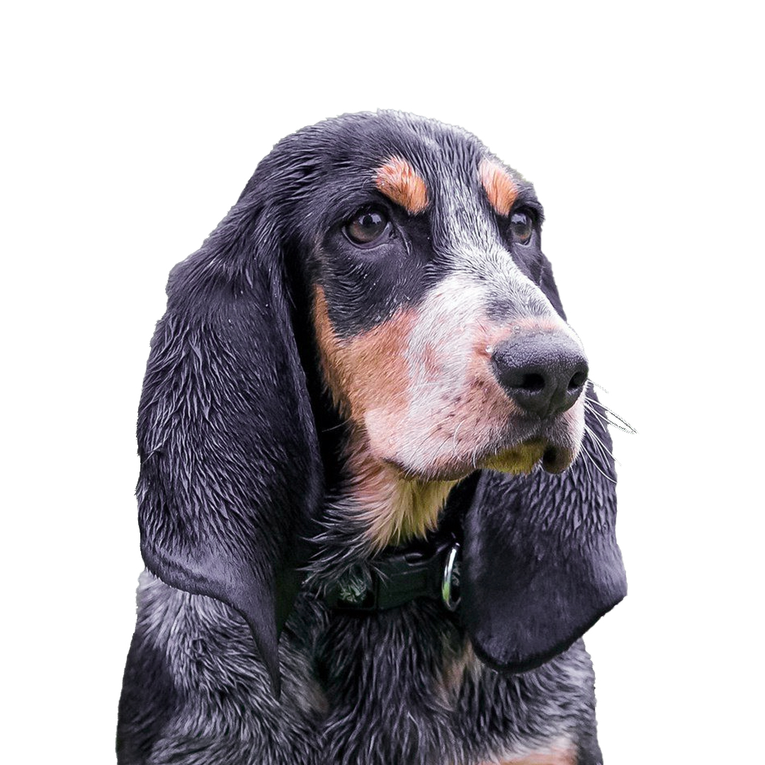 Basset Bleu de Gascogne