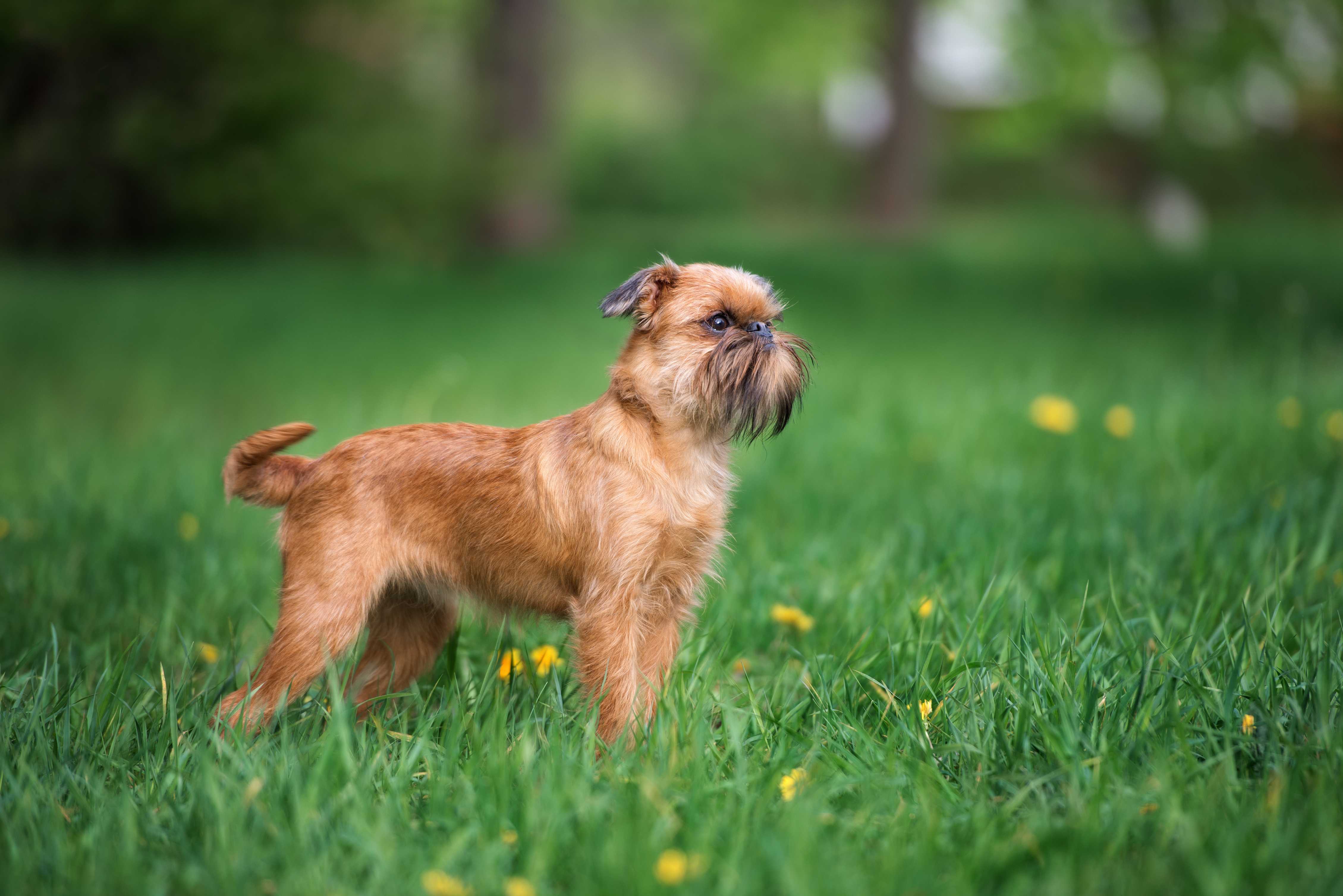 Griffon bruxellois