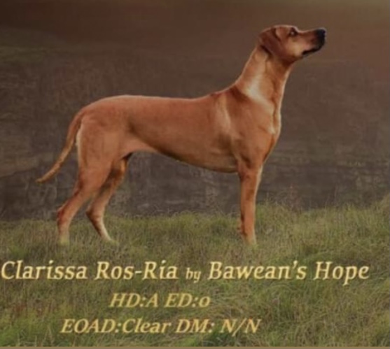 Clarissa Ros Ria By Bawean’s Hope