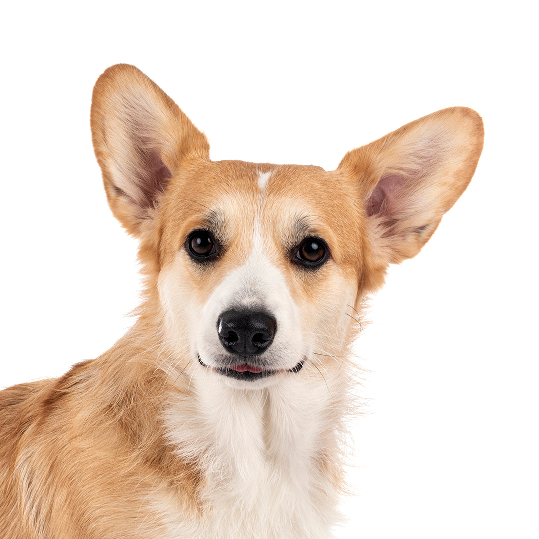 Welsh corgi pembroke