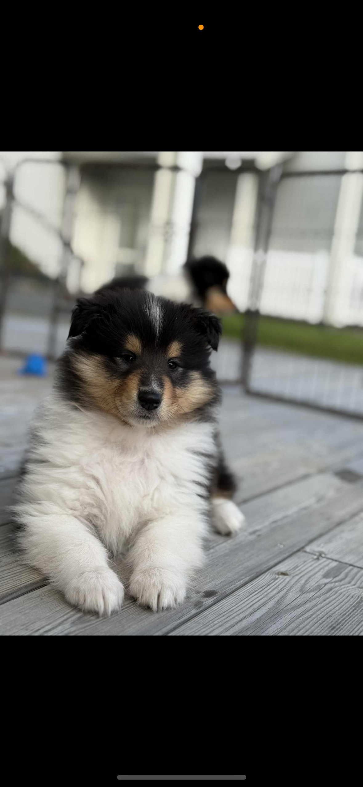 BeautyFluff Love of my life BeautyFluff Love of my life