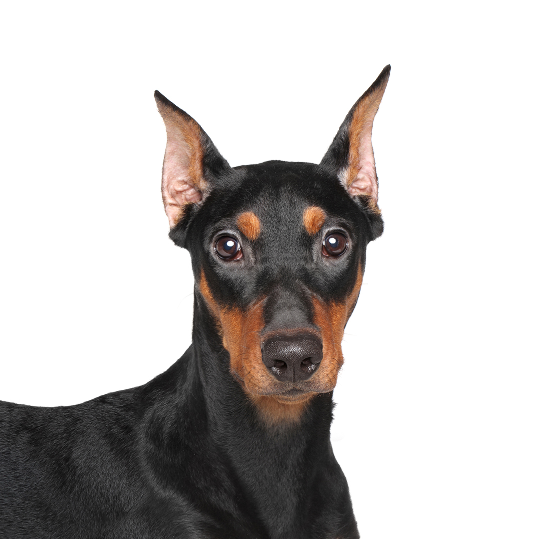 Pinscher Pinscher