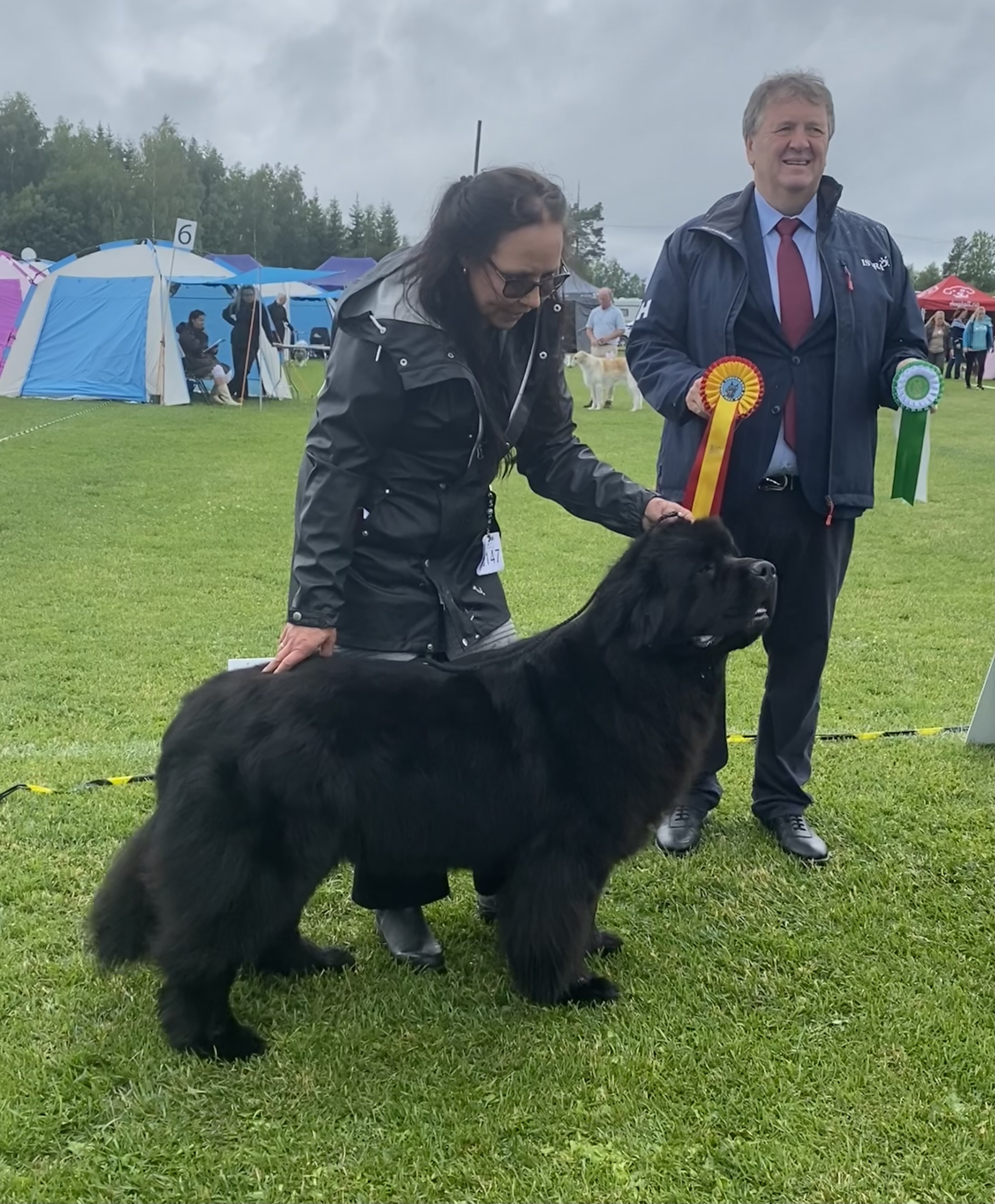 Newfoundlandshund