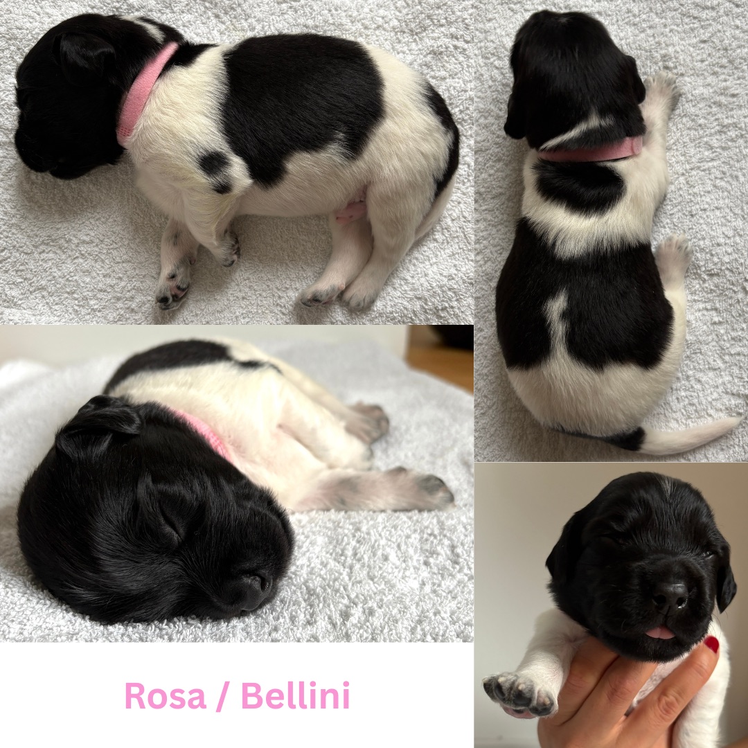 Affectionate Bellini