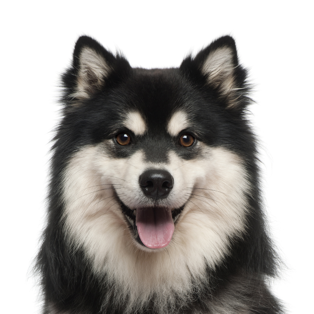 Finsk lapphund