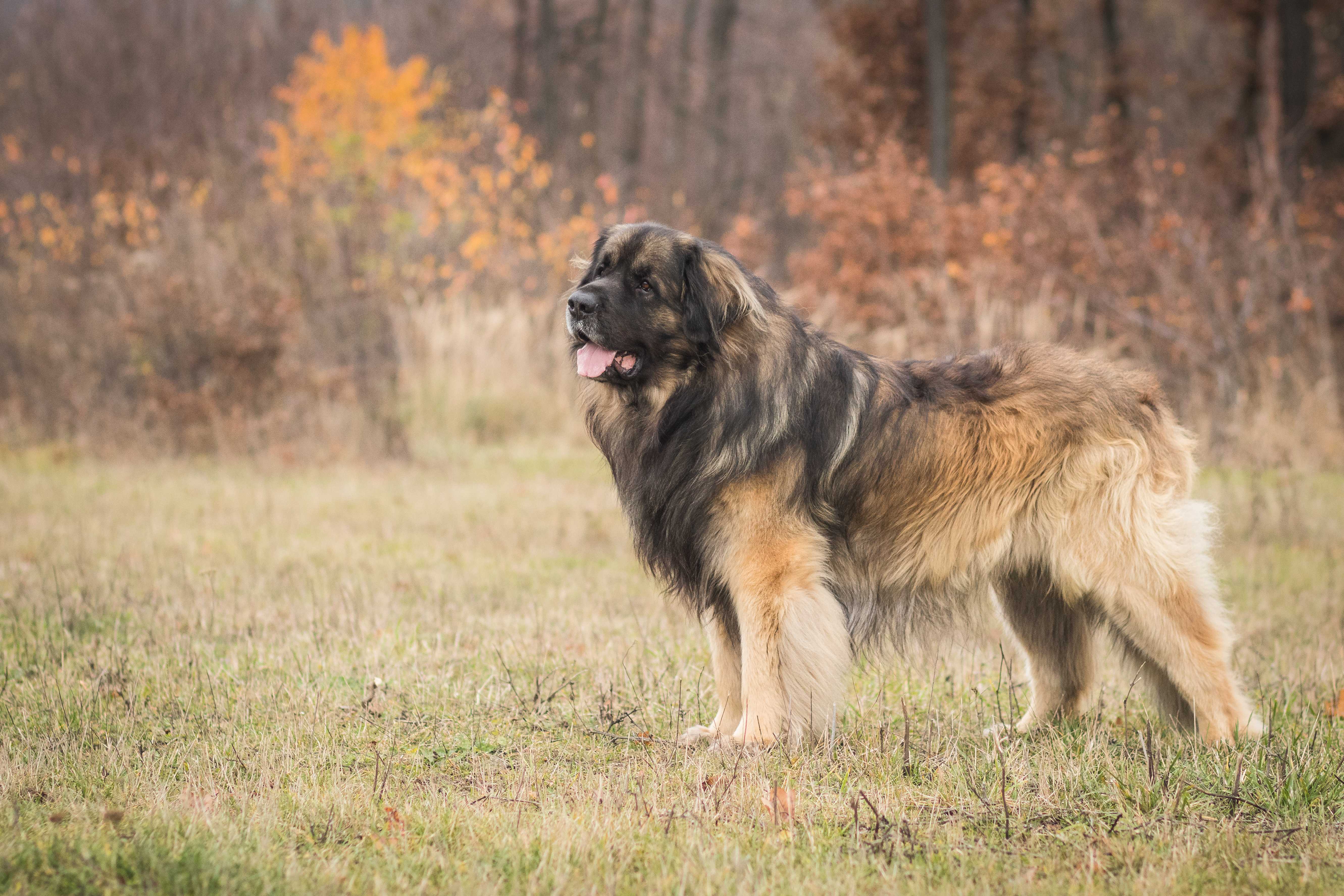 Leonberger Leonberger