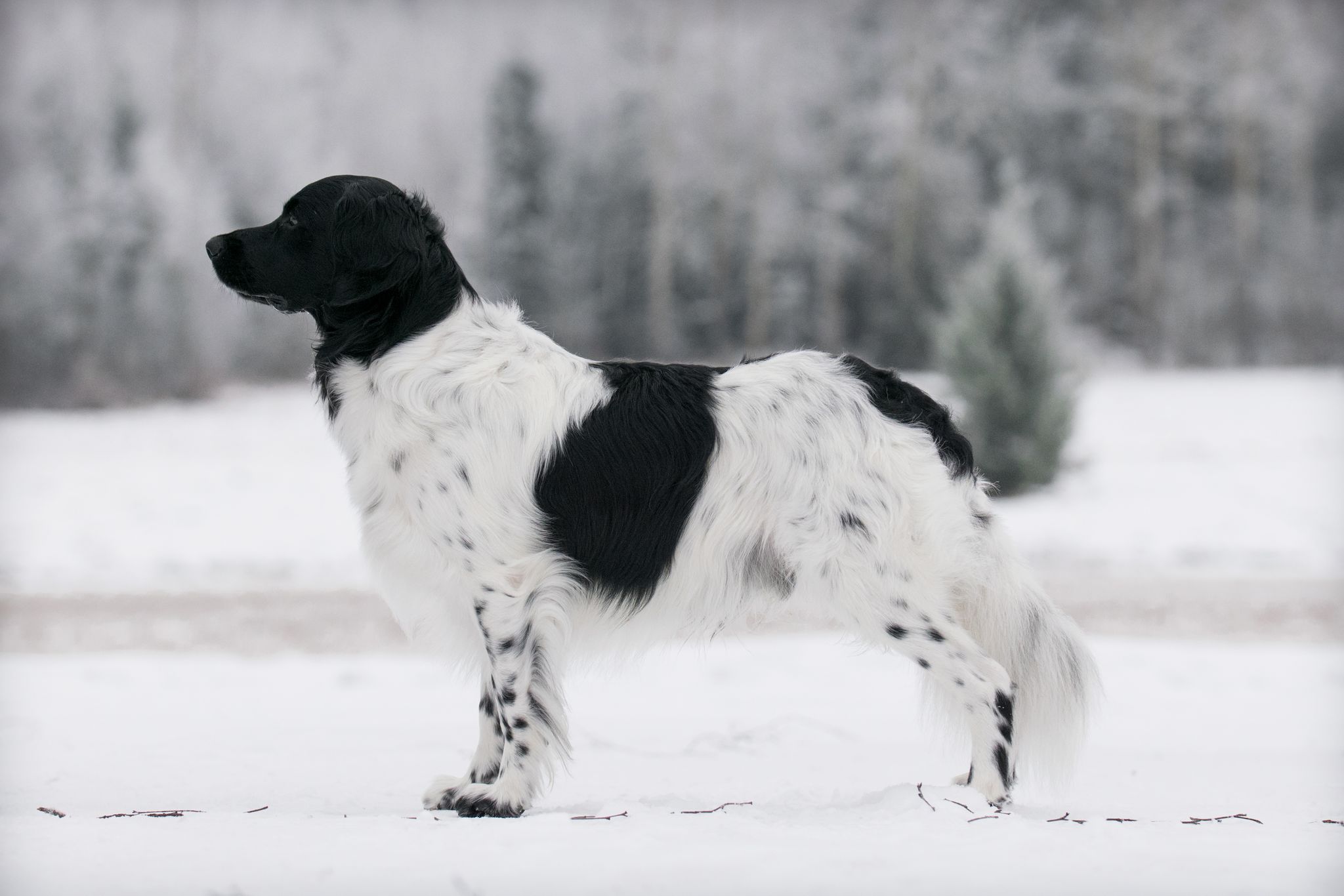 Røgild`s Rocky Keescha Kerst