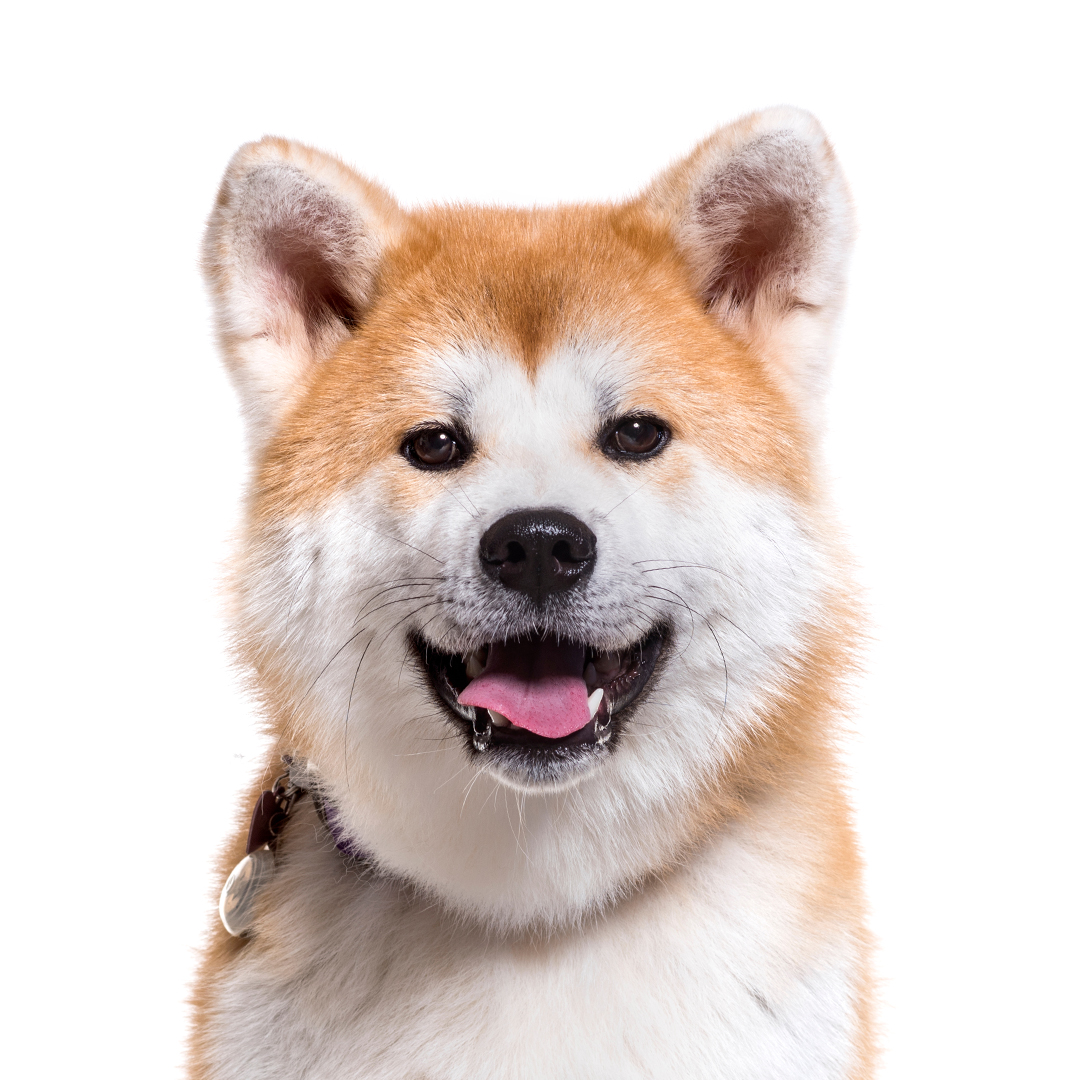 Akita