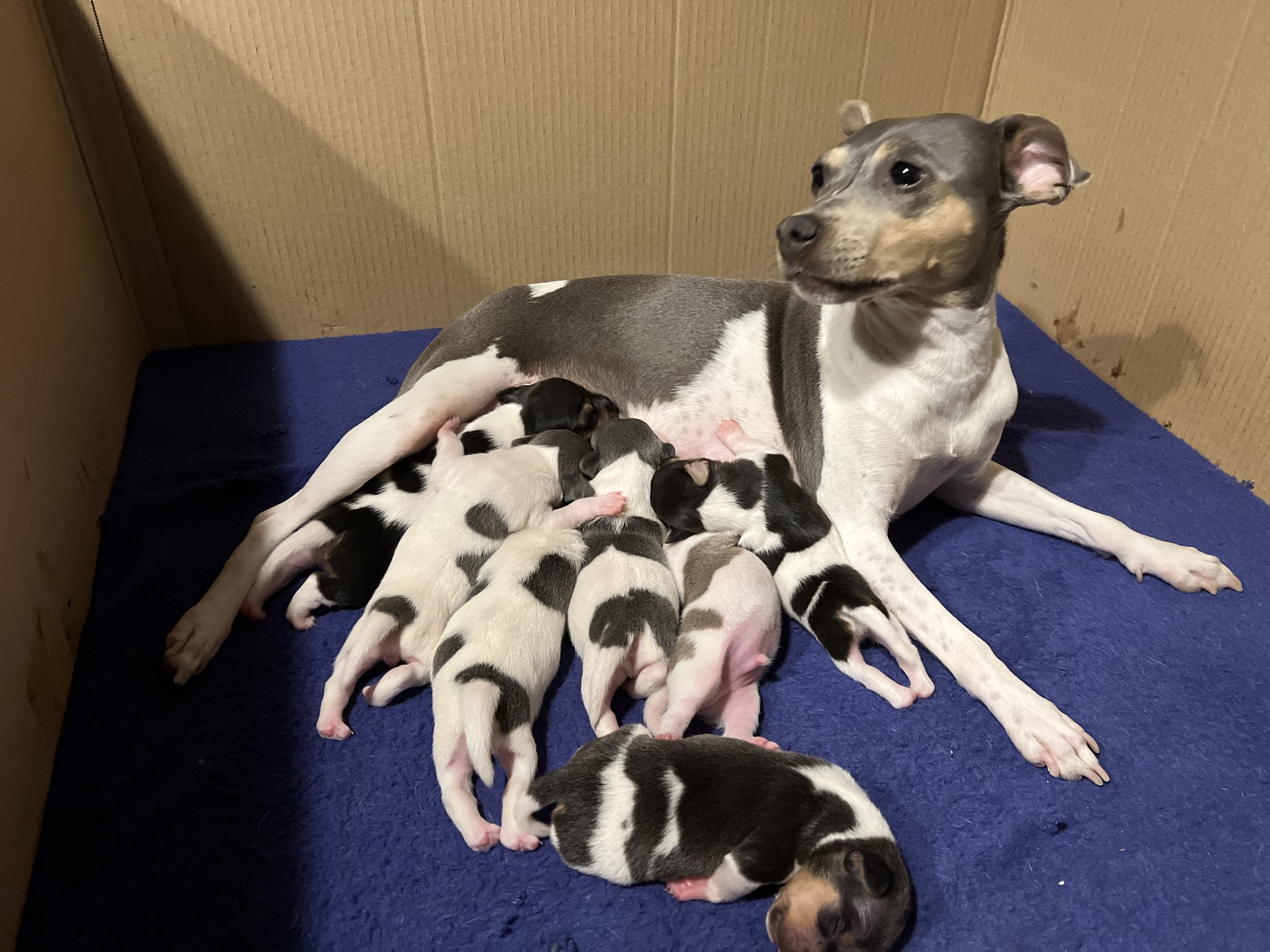 Brasiliansk Terrier Valper