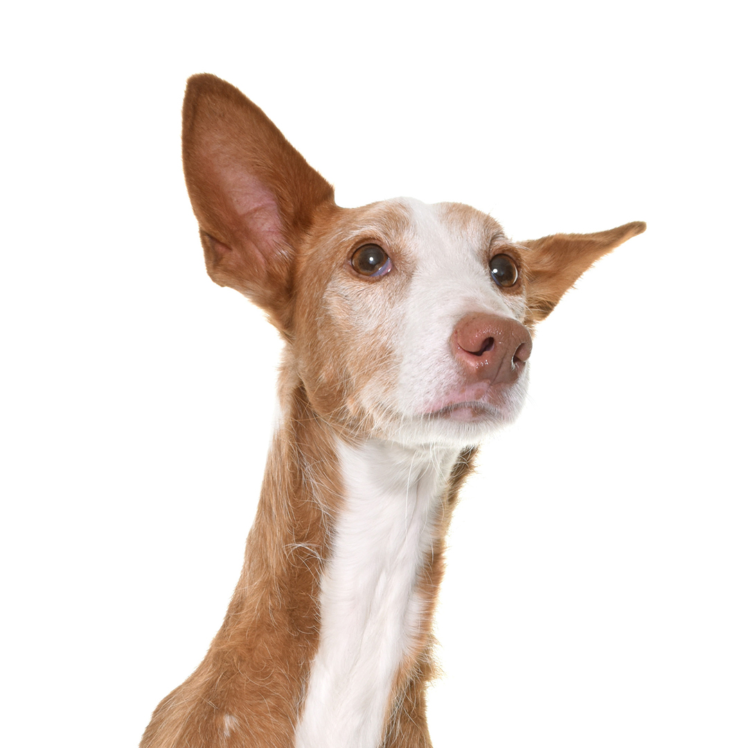 Podenco ibicenco glatthår Podenco ibicenco glatthår