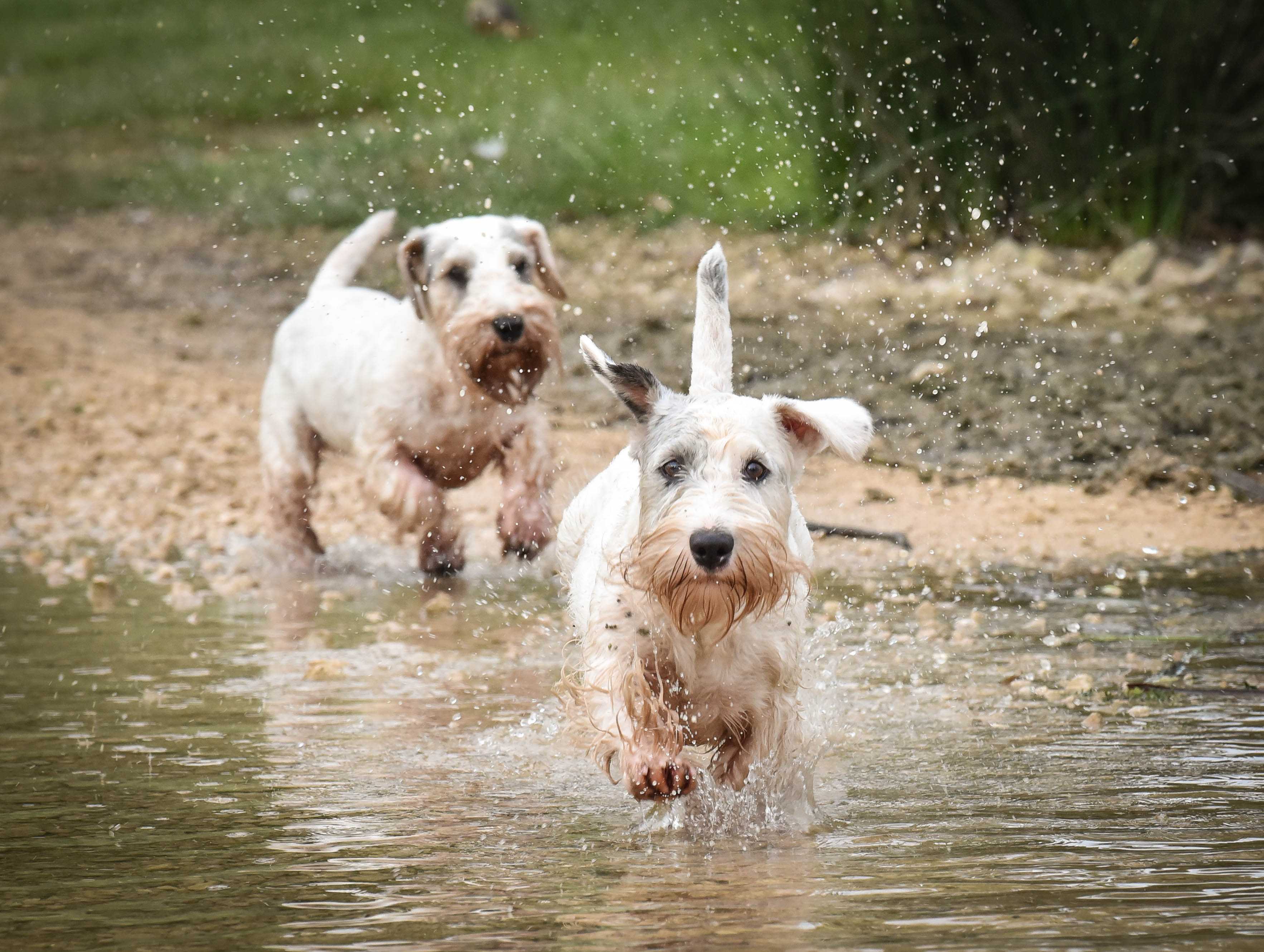 Sealyham terrier