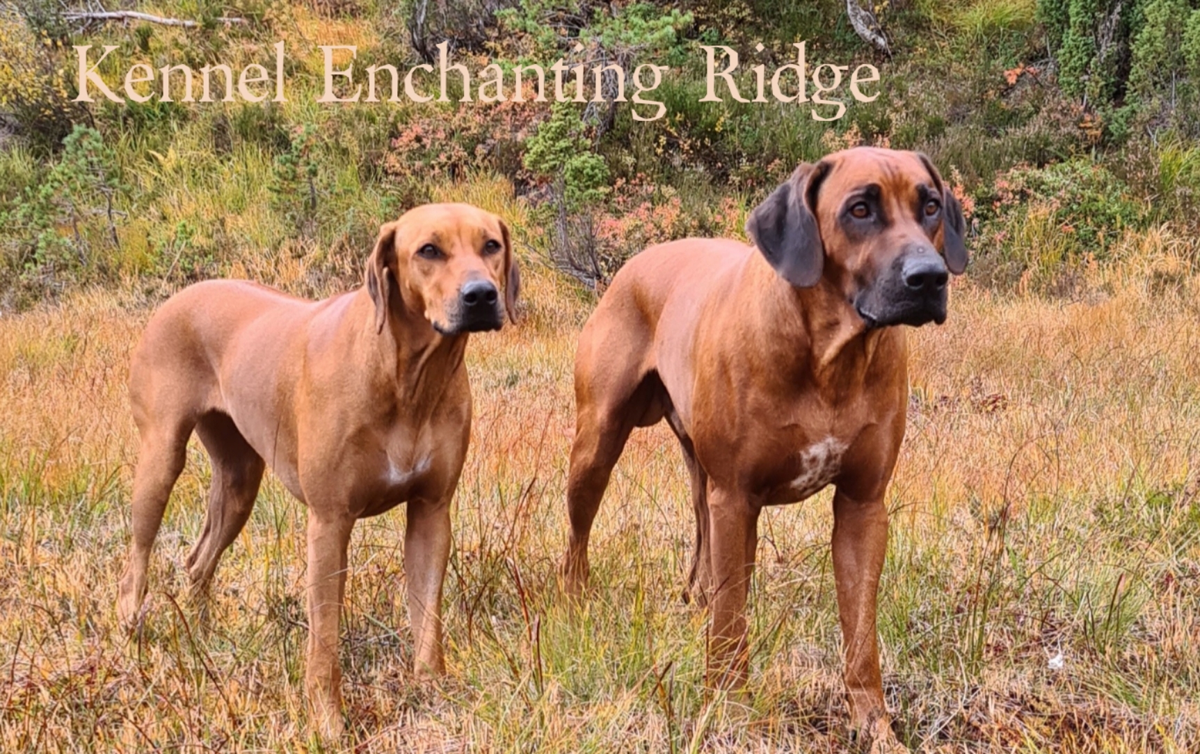 Kennel Enchanting Ridge