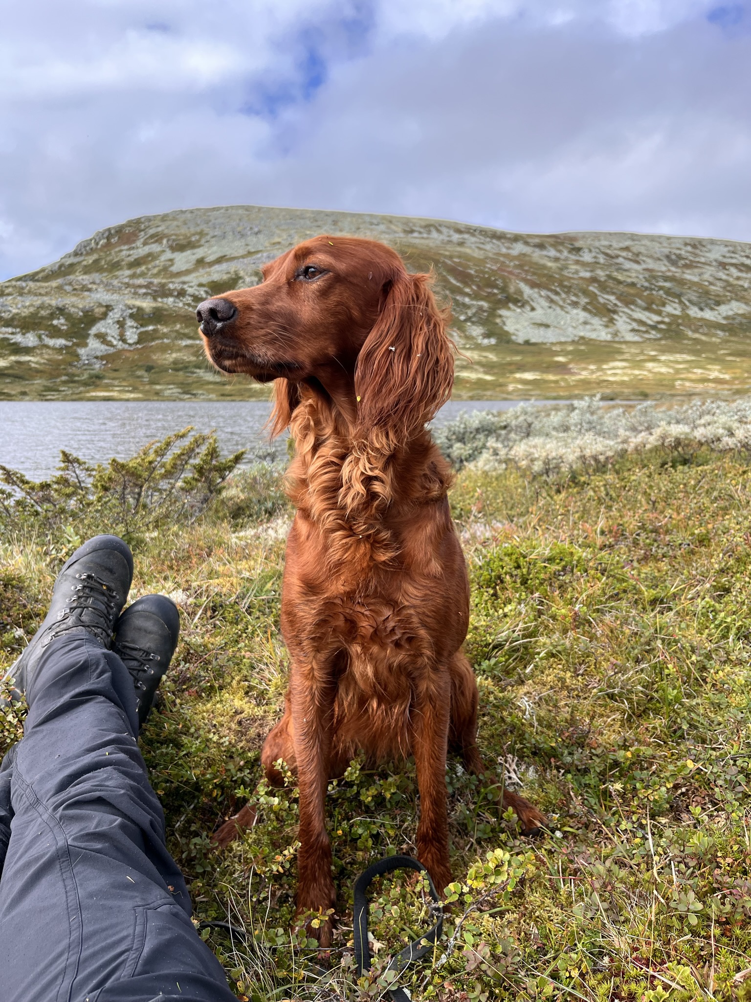 Vikerfjellet's