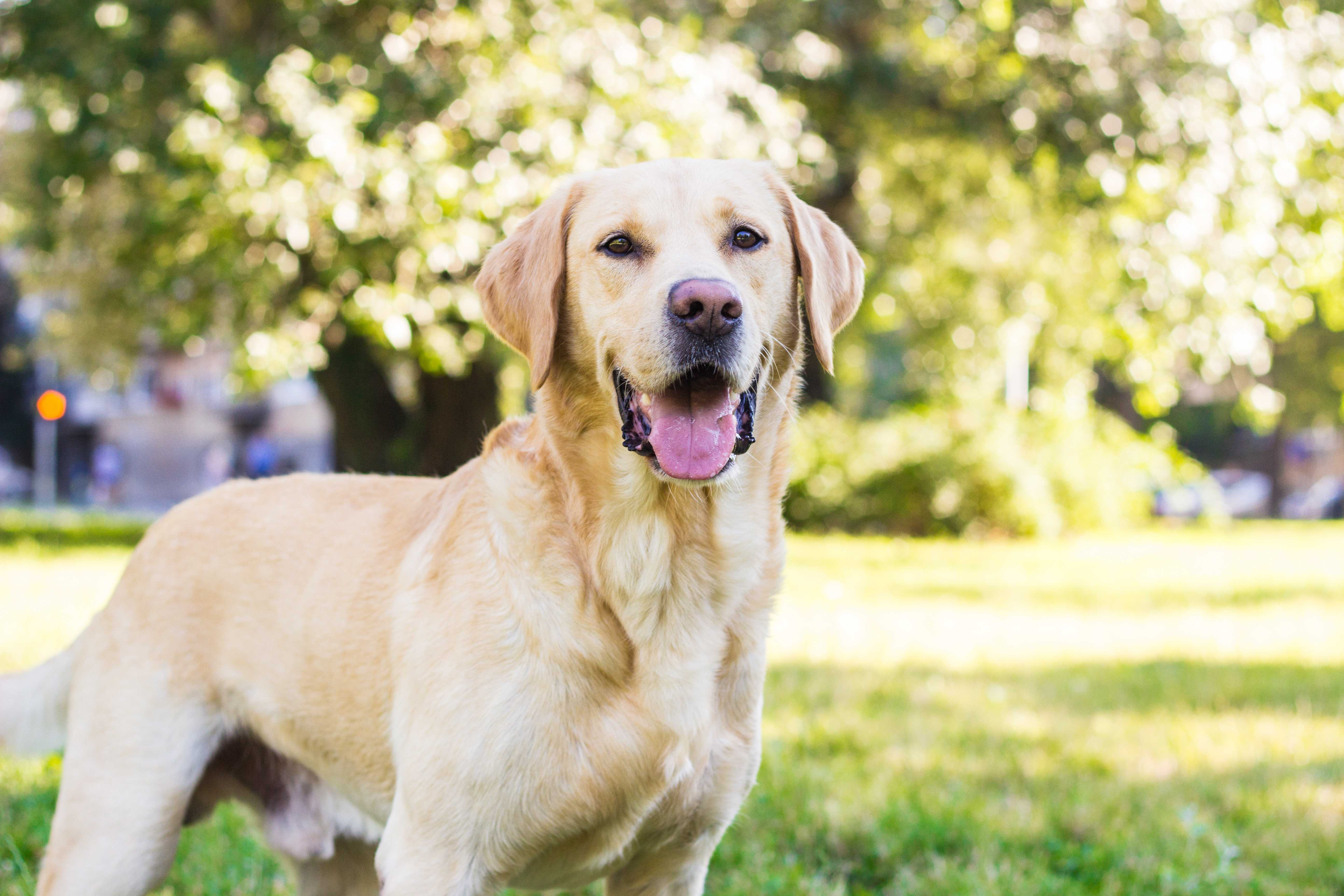 Labrador retriever