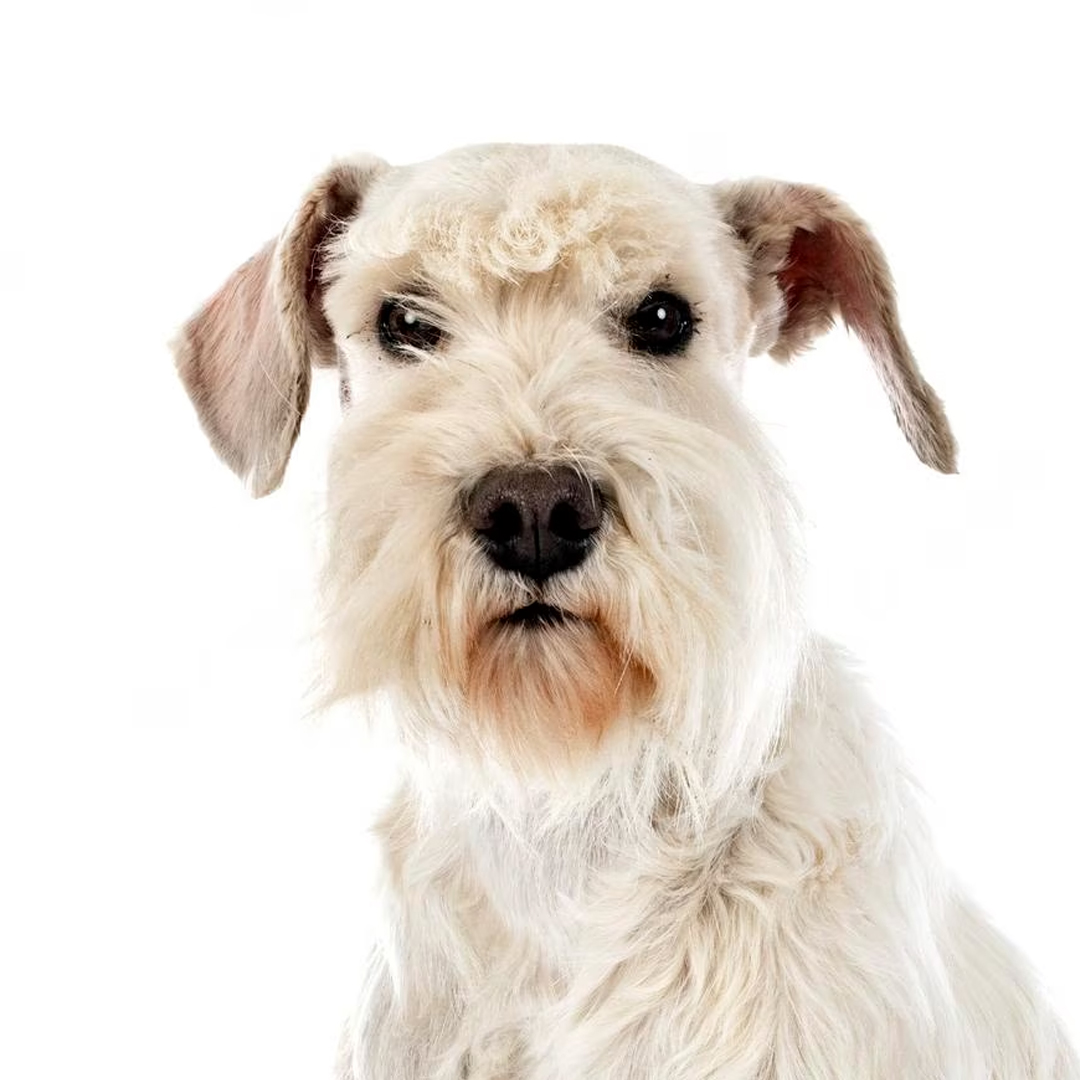 Dvergschnauzer hvit Dvergschnauzer hvit