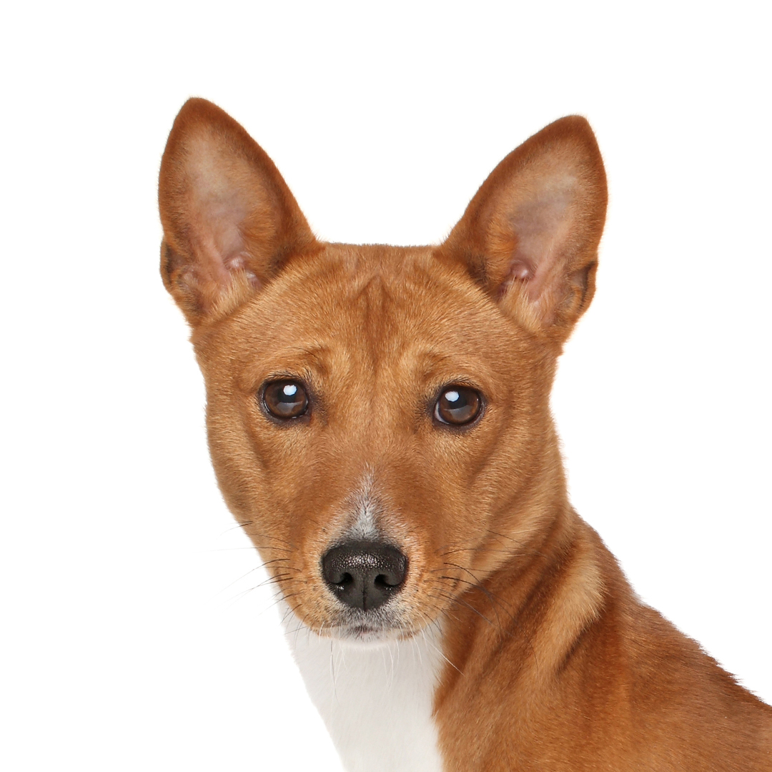 Basenji