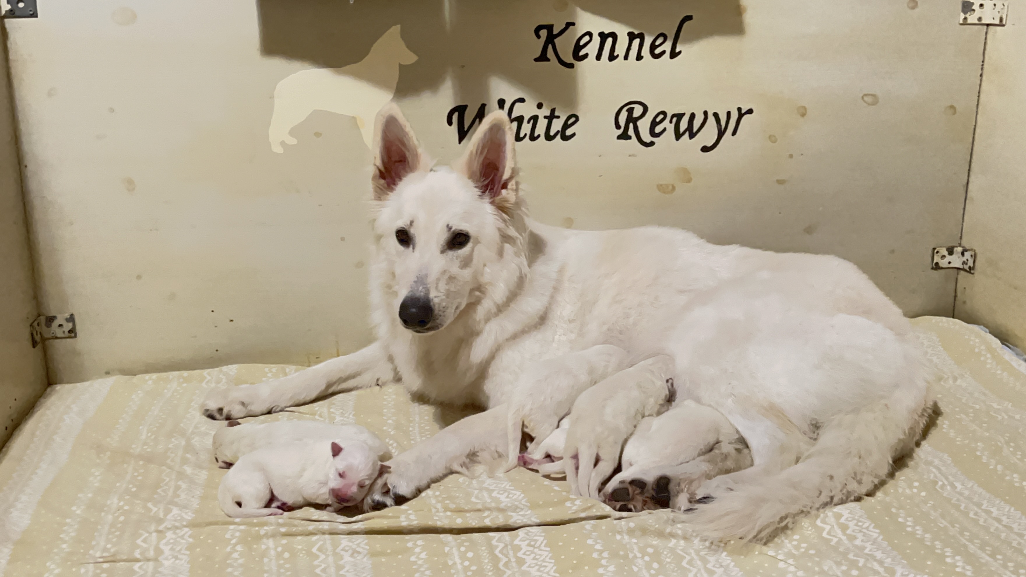 White Rewyr’s K2-kull White Rewyr’s K2-kull