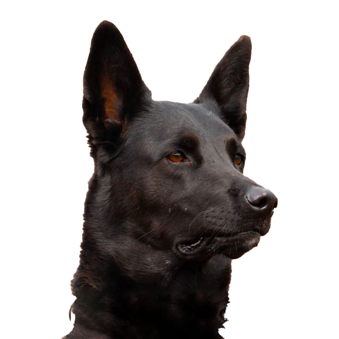Hollandsk Gjeterhund Hollandsk Gjeterhund
