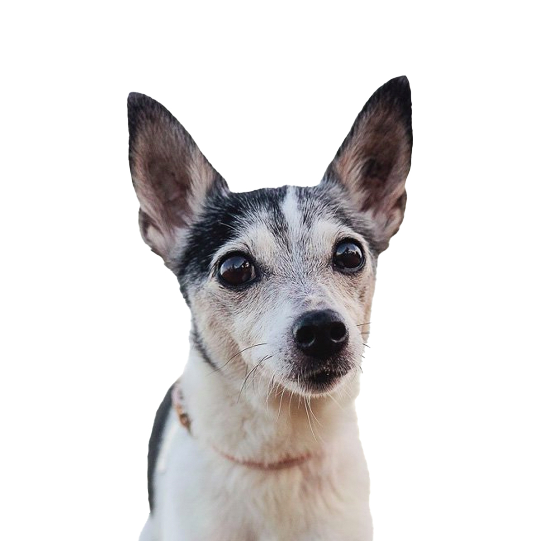 Tenterfield Terrier Tenterfield Terrier