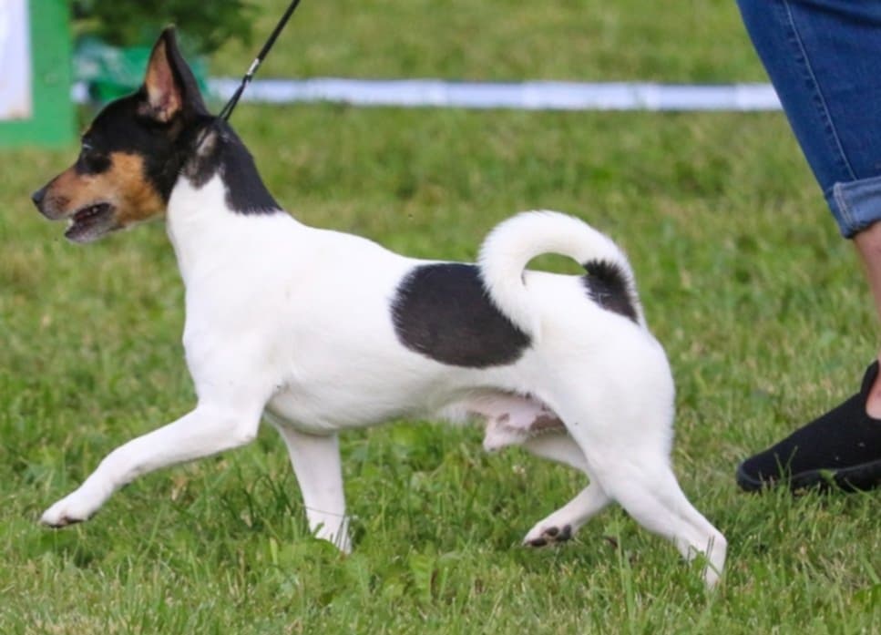 Tenterfield Terrier