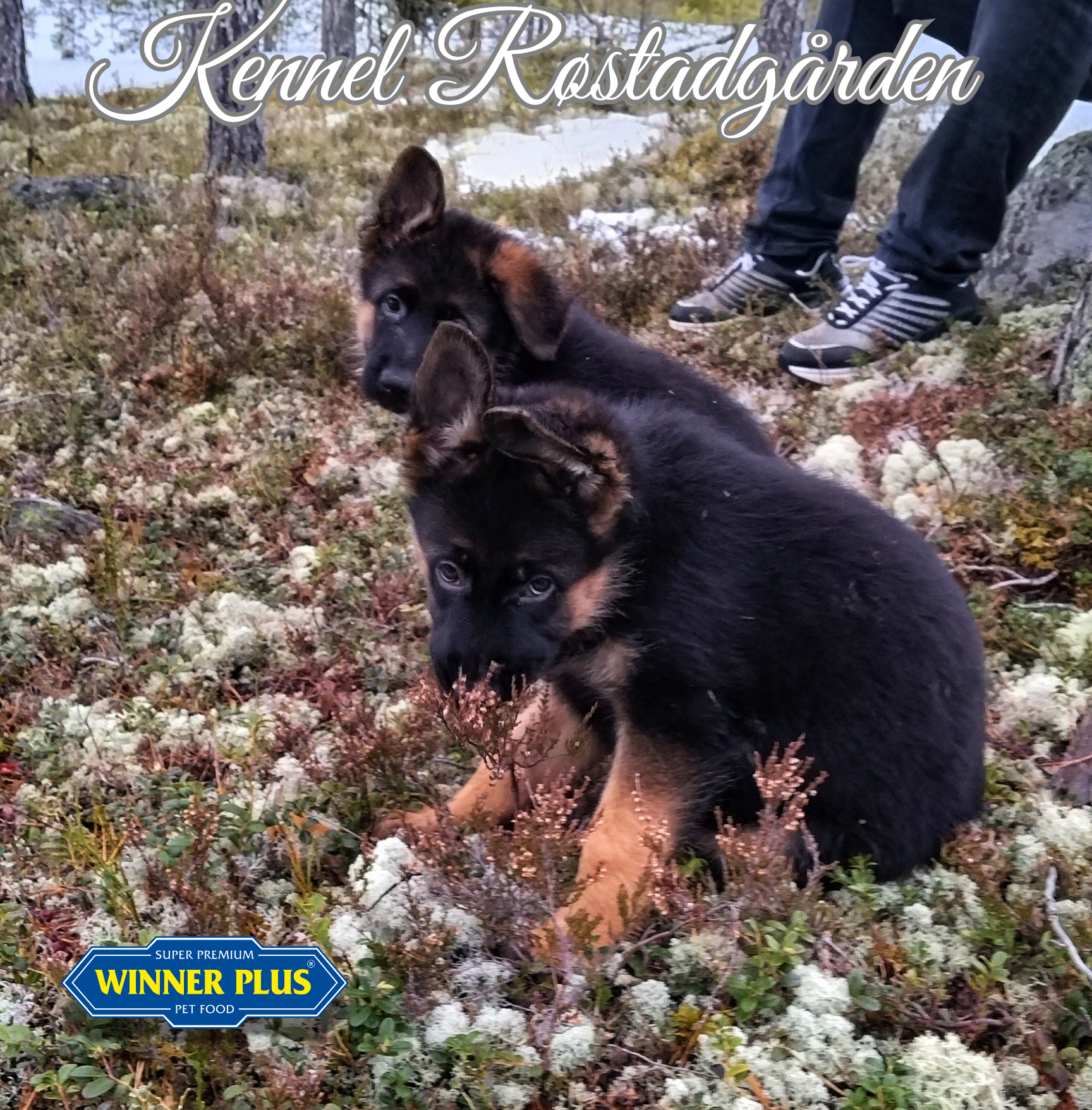 Schäferhund normalhår