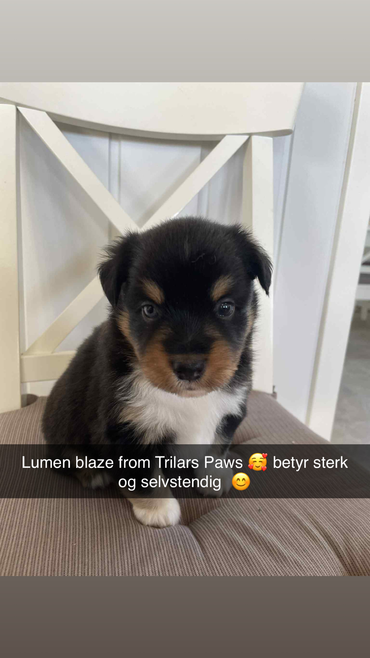 Lumen Blaze from Trilars Paws
